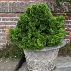 Dwarf Hinoki Cypress Shrub 9 Dwarf Hinoki Cypress Shrub -Fast Growing Trees Shop Dwarf Hinoki Cypress 2