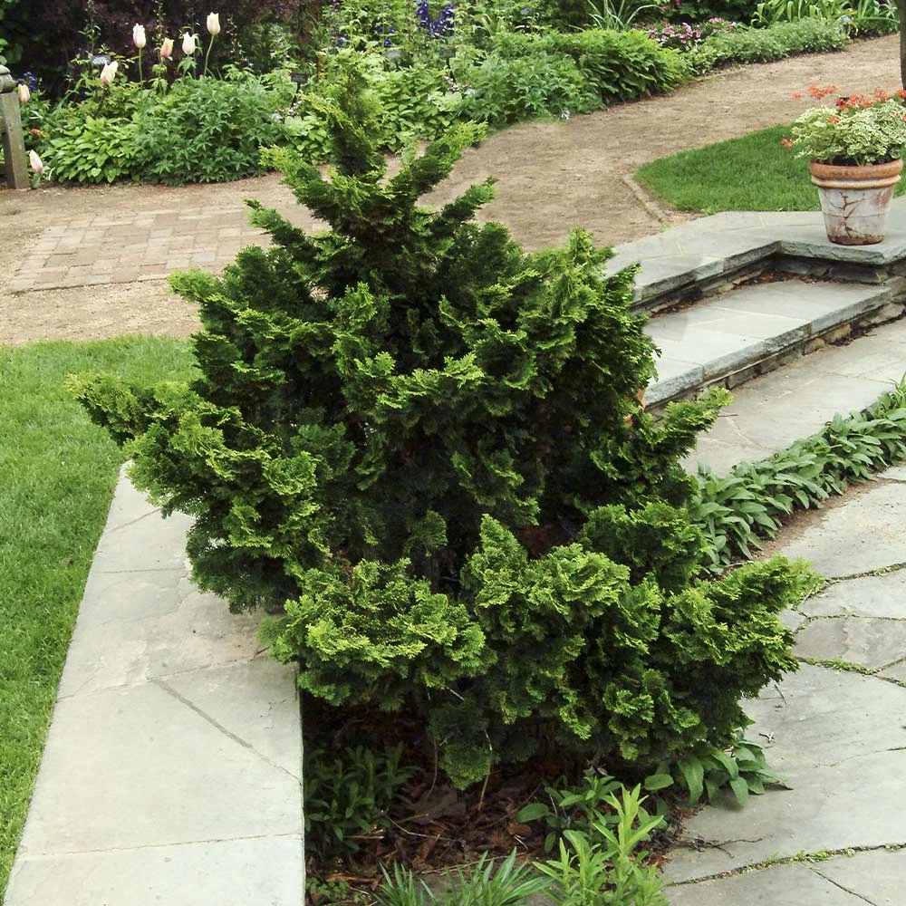 Dwarf Hinoki Cypress Shrub 3 Dwarf Hinoki Cypress Shrub - Image 3