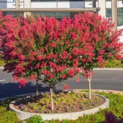 Dynamite Crape Myrtle -Fast Growing Trees Shop Dynamite Crape Myrtle single trunk