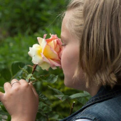 Euphoria® Rose Shrub 7 Euphoria® Rose Shrub -Fast Growing Trees Shop EUphoria Rose Tree 1