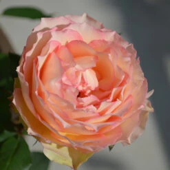 Euphoria® Rose Shrub 8 Euphoria® Rose Shrub -Fast Growing Trees Shop EUphoria Rose Tree 2