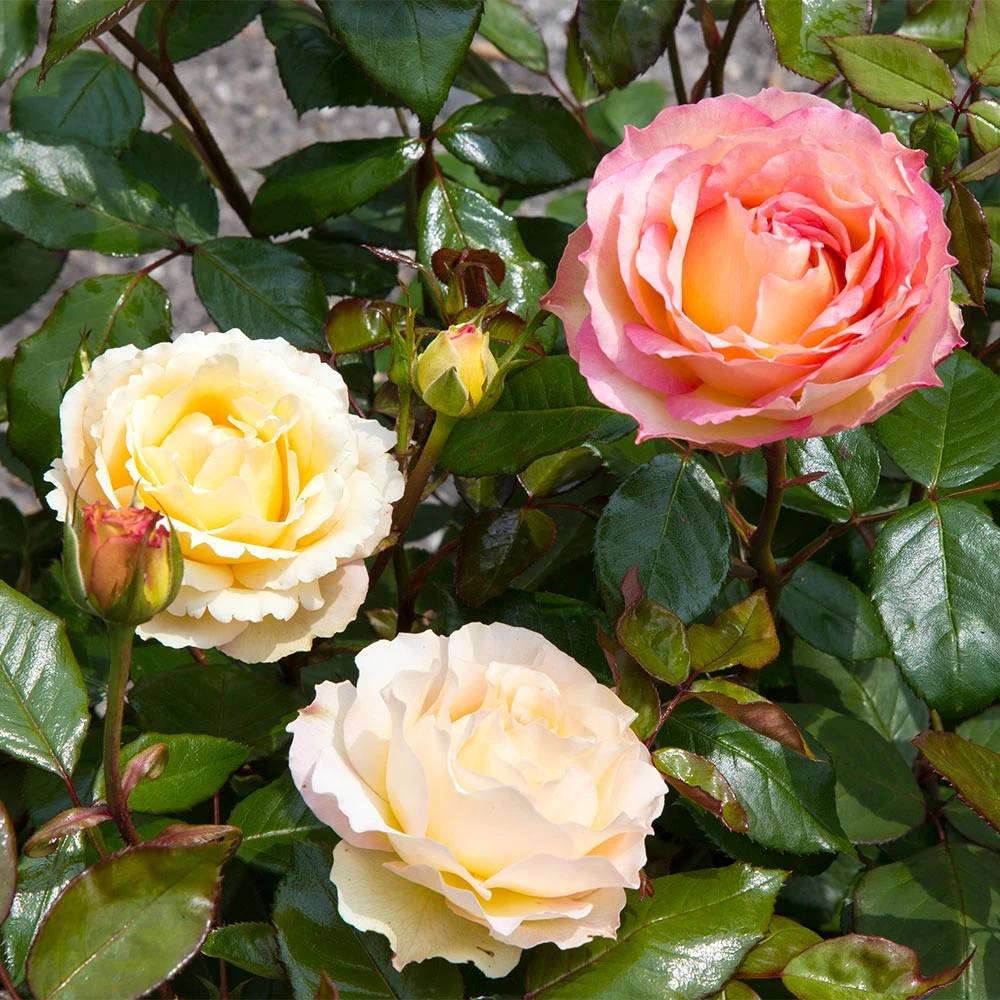 Euphoria® Rose Shrub 2 Euphoria® Rose Shrub - Image 2