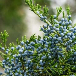 Eastern Red Cedar Tree -Fast Growing Trees Shop Eastern Red Cedar 2 FGT