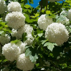 Eastern Snowball Bush 5 Eastern Snowball Bush -Fast Growing Trees Shop Eastern Snowball 3 FGT