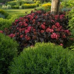 Eclipse® Bigleaf Hydrangea -Fast Growing Trees Shop Eclipse Mophead 3