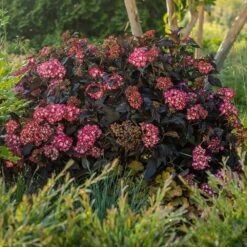 Eclipse® Bigleaf Hydrangea -Fast Growing Trees Shop Eclipse Mophead 5