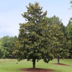 Edith Bogue Magnolia 5 Edith Bogue Magnolia -Fast Growing Trees Shop Edith Bogue magnolia 1