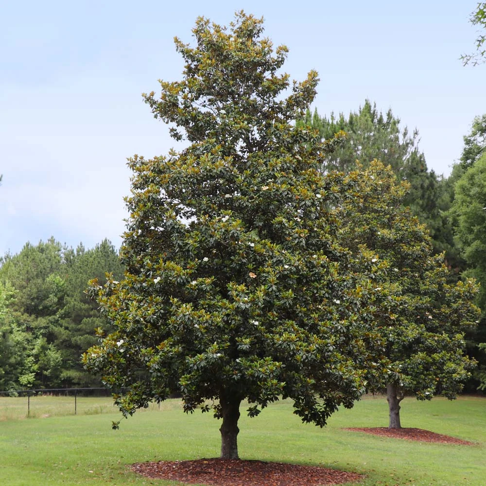 Edith Bogue Magnolia 3 Edith Bogue Magnolia - Image 3