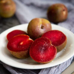 Elephant Heart Plum Tree 6 Elephant Heart Plum Tree -Fast Growing Trees Shop Elephant Heart Plum 1