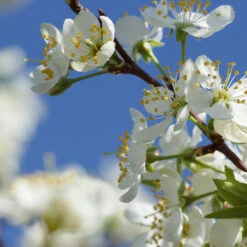 Elephant Heart Plum Tree 7 Elephant Heart Plum Tree -Fast Growing Trees Shop Elephant Heart Plum 2