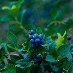 Elliot Blueberry Bush -Fast Growing Trees Shop Elliot Blueberry 450 D1
