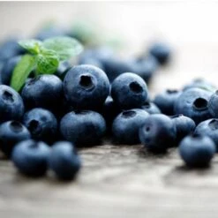 Elliot Blueberry Bush -Fast Growing Trees Shop Elliot Blueberry 450 D2