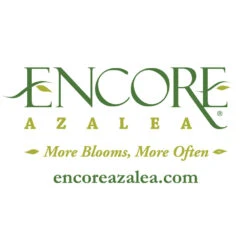 Autumn Fire® Encore® Azalea Shrub 11 Autumn Fire® Encore® Azalea Shrub -Fast Growing Trees Shop Encore Logo 1000x1000 919283c2 7804 49e2 956d 5cb853704c7c