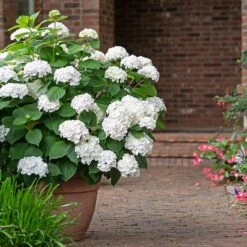 Endless Summer® Blushing Bride Bigleaf Hydrangea Shrub -Fast Growing Trees Shop Endless Summer Blushing Bride 3 FGT
