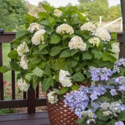 Endless Summer® Blushing Bride Bigleaf Hydrangea Shrub -Fast Growing Trees Shop Endless Summer Blushing Bride 5