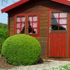 English Boxwood Shrub -Fast Growing Trees Shop English Boxwood 6 FGT