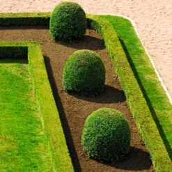 English Boxwood Shrub -Fast Growing Trees Shop English Boxwood 7