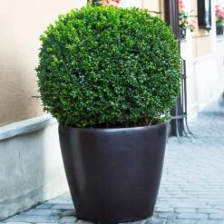 English Boxwood Shrub -Fast Growing Trees Shop English Boxwood 9 FGT