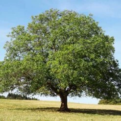 English Walnut Tree -Fast Growing Trees Shop English Carpathian Walnut 4 FGT