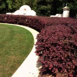 'Ever Red' Loropetalum -Fast Growing Trees Shop Ever Red Lorepetalum 3