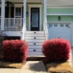 'Ever Red' Loropetalum -Fast Growing Trees Shop Ever Red Lorepetalum 4