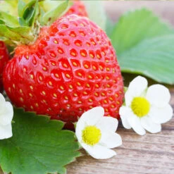 Everbearing Strawberry - USDA Organic 8 Everbearing Strawberry - USDA Organic -Fast Growing Trees Shop Everbearing Strawberry 3 FGT d3338e88 8339 4e56 9059 0189b64ead59