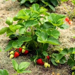 Everbearing Strawberry -Fast Growing Trees Shop Everbearing Strawberry 5 FGT