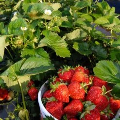 Everbearing Strawberry -Fast Growing Trees Shop Everbearing Strawberry 6 BB