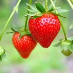 Everbearing Strawberry - USDA Organic 10 Everbearing Strawberry - USDA Organic -Fast Growing Trees Shop Everbearing Strawberry 7 FGT
