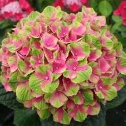 Everlasting® Amethyst Hydrangea Shrub 5 Everlasting® Amethyst Hydrangea Shrub -Fast Growing Trees Shop Everlasting Amethyst Hydrangea 2