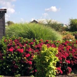 Everlasting® Crimson Ruby Hydrangea Shrub -Fast Growing Trees Shop Everlasting Crimson Ruby 1