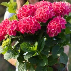 Everlasting® Crimson Ruby Hydrangea Shrub -Fast Growing Trees Shop Everlasting Crimson Ruby 4