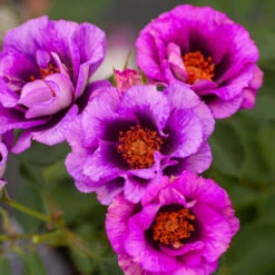 Eyeconic® Plum Lemonade Rose -Fast Growing Trees Shop Eyeconic Plum Lemonade Rose 2