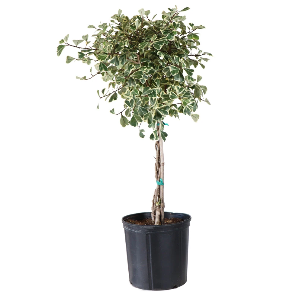 Variegated Ficus Triangularis Tree 4 Variegated Ficus Triangularis Tree - Image 4