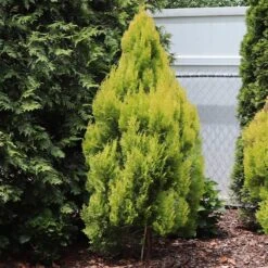Forever Goldy™ Arborvitae Tree -Fast Growing Trees Shop FOrever GOldie 2