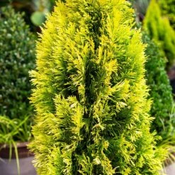 Forever Goldy™ Arborvitae Tree -Fast Growing Trees Shop FOrever GOldy 4