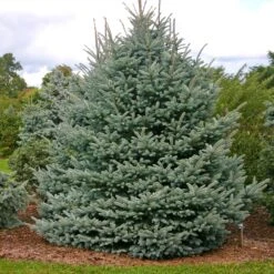 Fat Albert Colorado Blue Spruce -Fast Growing Trees Shop Fat albert Blue Spruce 1