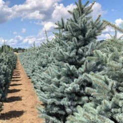 Fat Albert Colorado Blue Spruce -Fast Growing Trees Shop Fat albert Blue Spruce 5