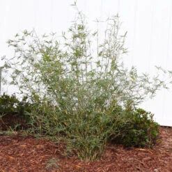 Fernleaf Bamboo -Fast Growing Trees Shop FernleafMultiplexBamboo 1