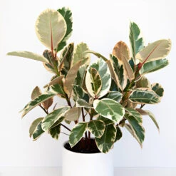 Ficus Tineke -Fast Growing Trees Shop Ficus tineki 1