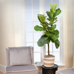 Monstera Deliciosa And Fiddle Leaf Fig Combo -Fast Growing Trees Shop Fiddle Leaf Fig 2 FGT