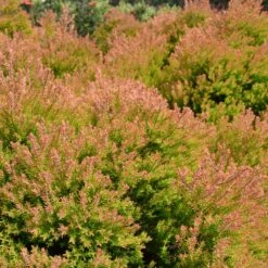 Fire Chief™ Thuja Shrub 8 Fire Chief™ Thuja Shrub -Fast Growing Trees Shop Fire Chief Arborvitae 4