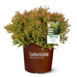 Fire Chief™ Thuja Shrub 9 Fire Chief™ Thuja Shrub -Fast Growing Trees Shop Fire Chief Arborvitae 5