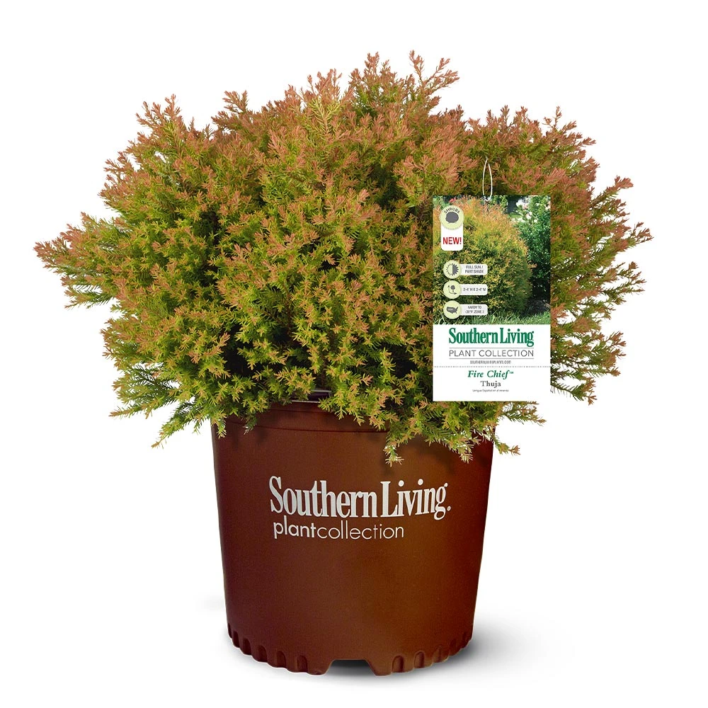 Fire Chief™ Thuja Shrub 5 Fire Chief™ Thuja Shrub - Image 5