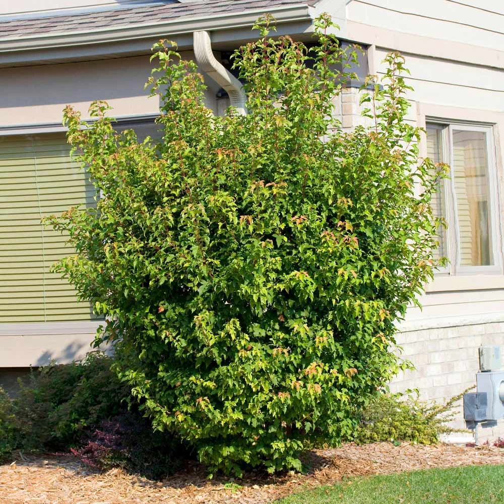 Flame Amur Maple 4 Flame Amur Maple - Image 4