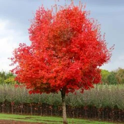Flashfire® Maple Tree -Fast Growing Trees Shop Flashfire Maple 1
