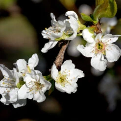 Flavor Queen Pluot® 8 Flavor Queen Pluot® -Fast Growing Trees Shop Flavor Queen Pluot 3