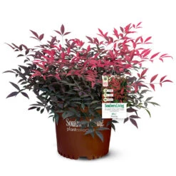 Flirt™ Nandina Shrub 10 Flirt™ Nandina Shrub -Fast Growing Trees Shop Flirt Nandina 5