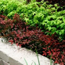 Flirt™ Nandina Shrub 9 Flirt™ Nandina Shrub -Fast Growing Trees Shop Flirt Nandina BB 2