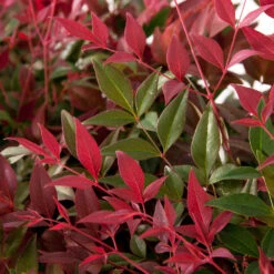 Flirt™ Nandina Shrub 8 Flirt™ Nandina Shrub -Fast Growing Trees Shop Flirt Nandina FGT 6